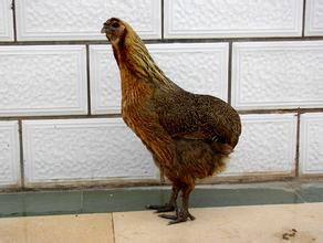 瓢鸡