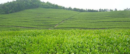 须立茶、银针茶