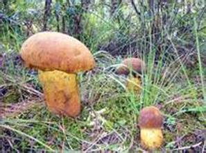云南野生菌