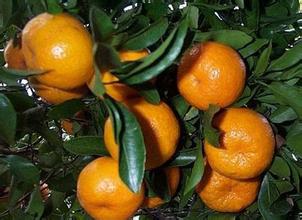 “红花套”牌柑桔