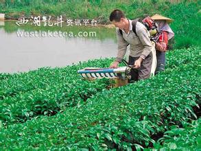 潞西茶叶