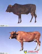 邓川牛