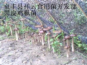 福贡黑鸡枞