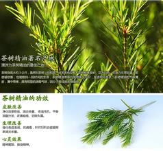茶树油