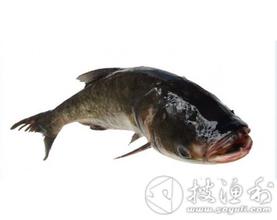 野猪湖胖头鱼