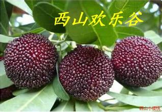西山杨梅