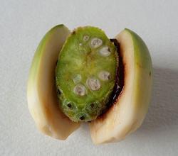 元江槟榔