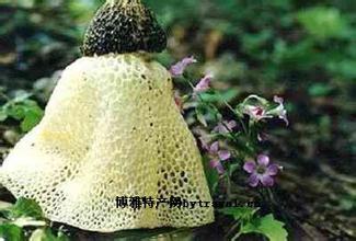 大关竹荪