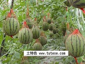 江夏西甜瓜