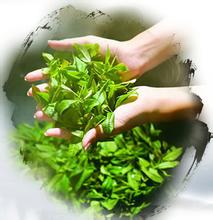 宜都天然富锌茶