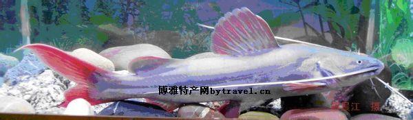 丝尾鳠