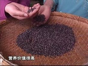 紫糯米