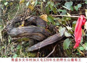 野生葡萄