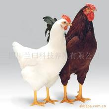 美国罗曼鸡
