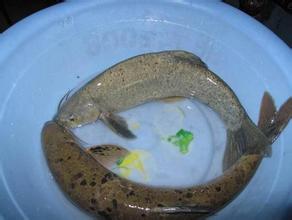 怒江裂腹鱼