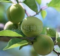 大理青梅