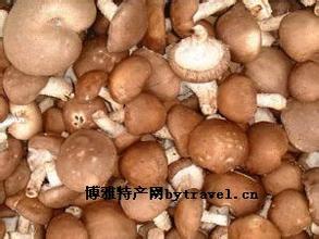 凤县食用菌