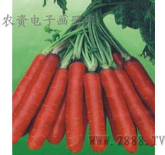 “透心红”胡萝卜