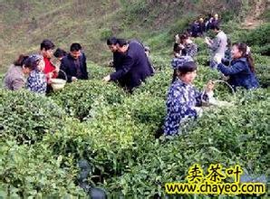 南郑茶叶