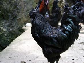 略阳乌鸡