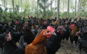 洪阳乌鸡