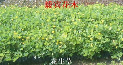 官池花生