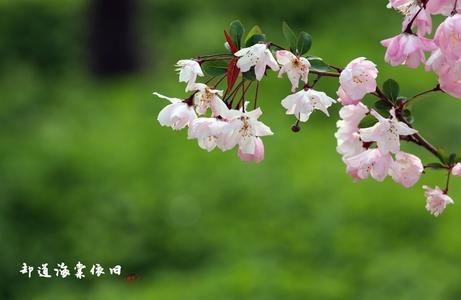 北田惠家场胡萝卜