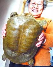 黄河甲鱼