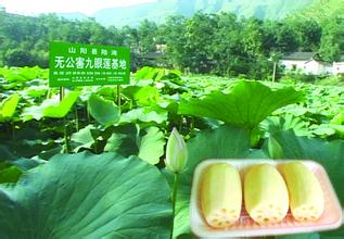 山阳县九眼莲