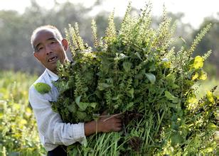 荏油