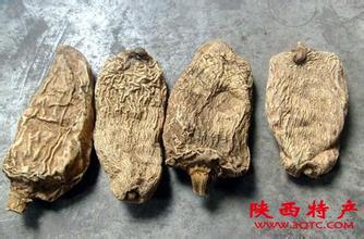 商洛丹参