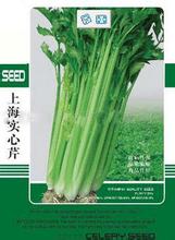 实心芹菜