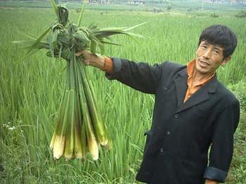 苞麦