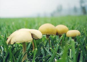 坝上白蘑