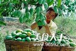 龙岗芒果