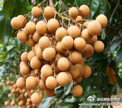 李溪特优石硖龙眼