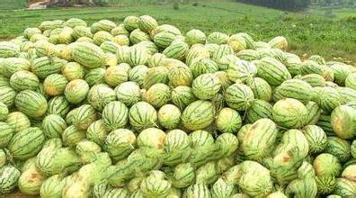 迳心椂柚茶