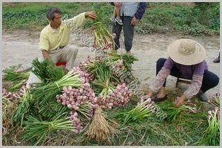 河源火蒜